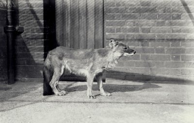 Siberian wild dog or dhole at London Zoo by Frederick William Bond